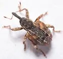 Cambium Curculio - photo 5