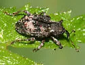 Hickory Shoot Curculio