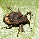 Hickory Shoot Curculio - photo 2
