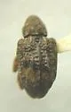 Hickory Shoot Curculio - photo 3