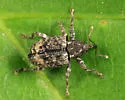 Hickory Shoot Curculio - photo 4