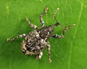 Hickory Shoot Curculio - photo 5