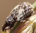 Conotrachelus arizonicus