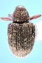 Conotrachelus asperatus