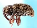 Conotrachelus asperatus - photo 3