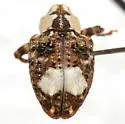 Conotrachelus belfragei