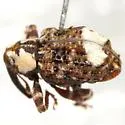 Conotrachelus belfragei - photo 2