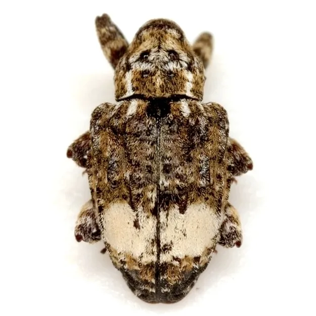 Conotrachelus buchanani - photo 2