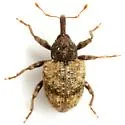 Conotrachelus cameronensis - photo 2