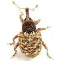 Conotrachelus cameronensis - photo 4