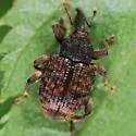 Conotrachelus carinifer