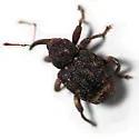 Conotrachelus carinifer - photo 2