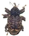 Conotrachelus carinifer - photo 3