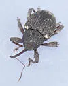 Conotrachelus carinifer - photo 4