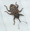 Conotrachelus carinifer - photo 5