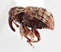 Conotrachelus carolinensis