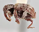 Conotrachelus carolinensis - photo 3