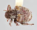 Conotrachelus carolinensis - photo 4
