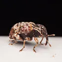 Conotrachelus carolinensis - photo 5
