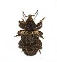 Conotrachelus compositus - photo 2