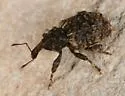 Conotrachelus compositus - photo 3