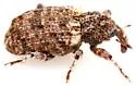 Conotrachelus compositus - photo 5