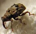 Conotrachelus corni - photo 2