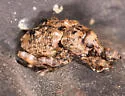 Conotrachelus corni - photo 3