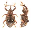 Conotrachelus corni - photo 4
