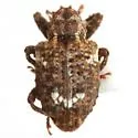 Conotrachelus coronatus - photo 2