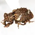 Conotrachelus coronatus - photo 3