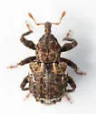 Conotrachelus coronatus - photo 4