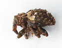Conotrachelus coronatus - photo 5
