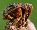 Conotrachelus crataegi - photo 2