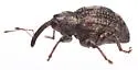Conotrachelus crataegi - photo 5