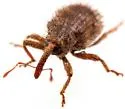 Conotrachelus echinatus - photo 2