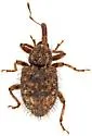 Conotrachelus echinatus - photo 3