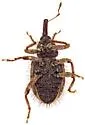 Conotrachelus echinatus - photo 4