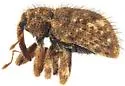Conotrachelus echinatus - photo 5