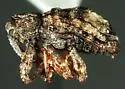 Conotrachelus elegans - photo 2