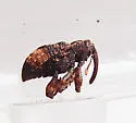 Conotrachelus elegans - photo 3