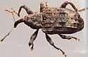 Conotrachelus elegans - photo 4
