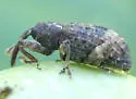 Conotrachelus elegans - photo 5