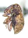Conotrachelus erinaceus - photo 2
