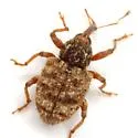 Conotrachelus erinaceus - photo 3