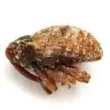 Conotrachelus erinaceus - photo 4