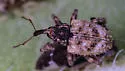 Conotrachelus erinaceus - photo 5
