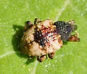 Conotrachelus fissunguis - Conotrachelus fissunguis