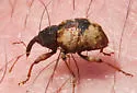 Conotrachelus fissunguis - photo 2
