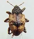 Conotrachelus fissunguis - photo 3